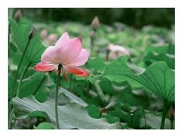 《雨荷》