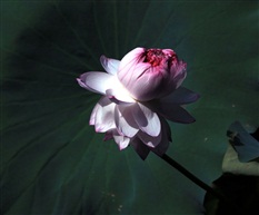 亭林一宝——荓蒂莲