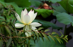 荷花