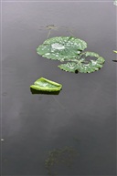 漂淩