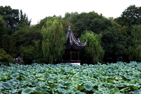 美的欣赏——荷花满圹