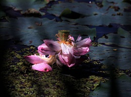 芙蓉岀水