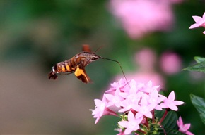 蜂蛾采蜜2