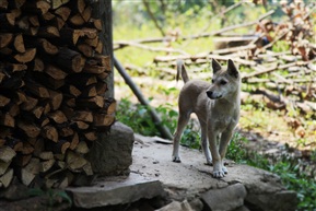 小山村的狗