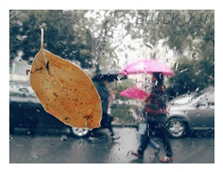 《秋雨》