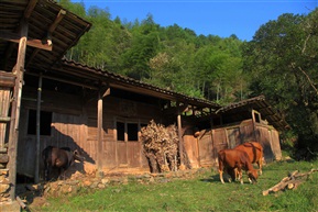 山里的老屋和牛