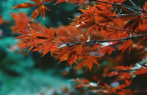 秋风红叶