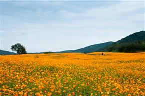 花海