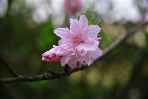 八重櫻花