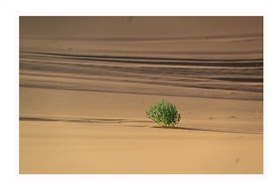 《沙漠中的一抹绿》