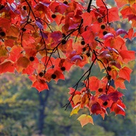 天平山红叶