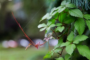 一丝牵挂