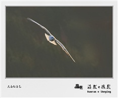 天高任鸟飞