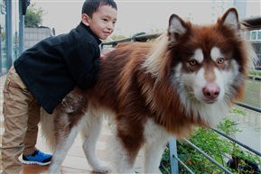 小男孩和他的爱犬