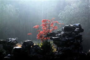 亭林后山
