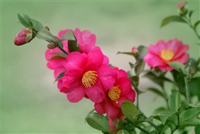 茶花