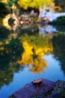 亭林秋晨