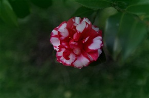 茶花