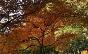 霜叶美于二月花