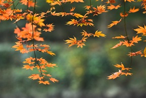红叶传情