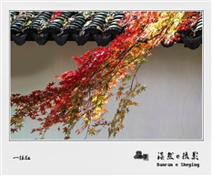 一抹红