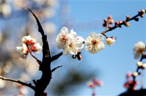 梅花