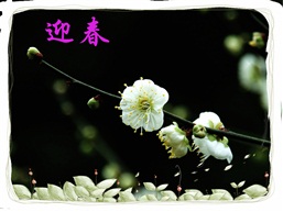 梅花报春