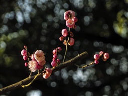 梅花迎春-2