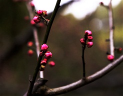 红梅搞错季节急急忙忙钻出来