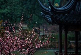 亭林雨梅