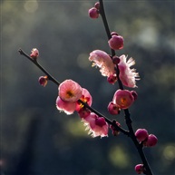 梅花迎春-4