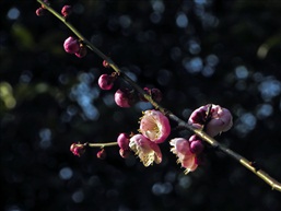 梅花迎春-3