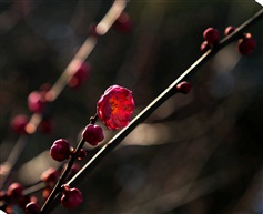 梅花