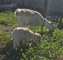 母子觅食