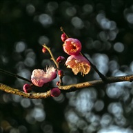 梅花迎春