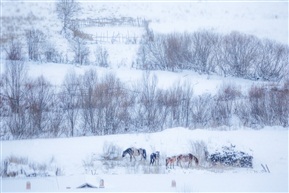 冬雪着墨图