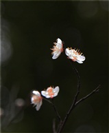 梅花