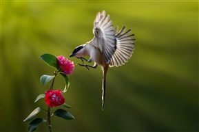 花鸟