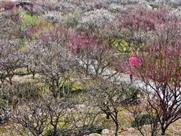 万花丛中一点红