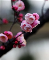 梅花