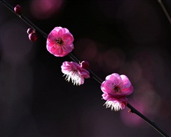 梅花迎春