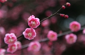 梅花
