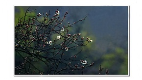 齐鸣共芳春