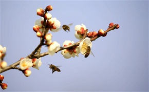 蜂涌而上