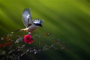 花鸟