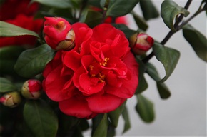 茶花