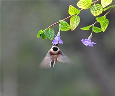 春暖花开山雀忙