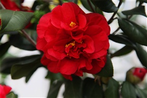 茶花