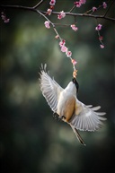 春意