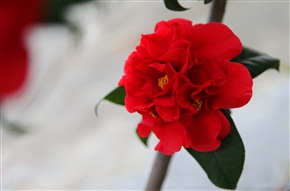 茶花